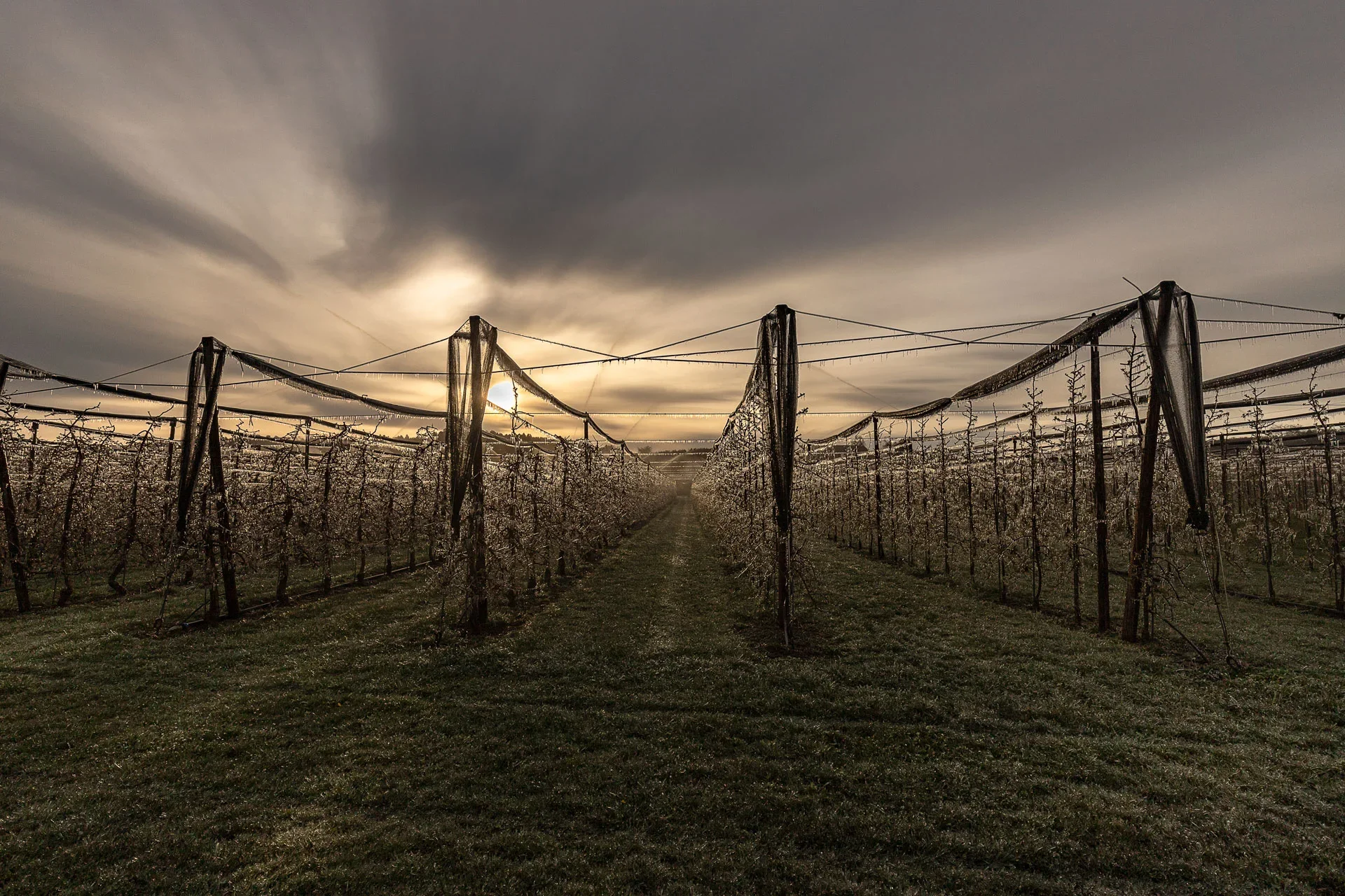 Frostschutzberegnung