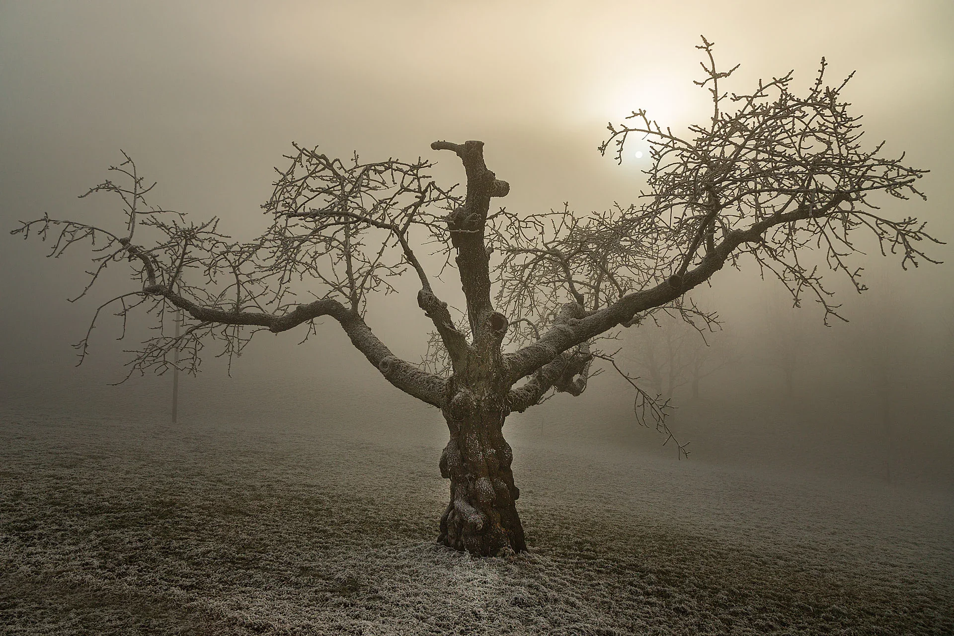 Winterbaum Baselland