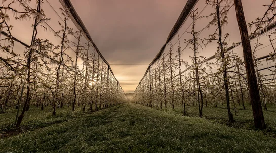 Frostschutzberegnung