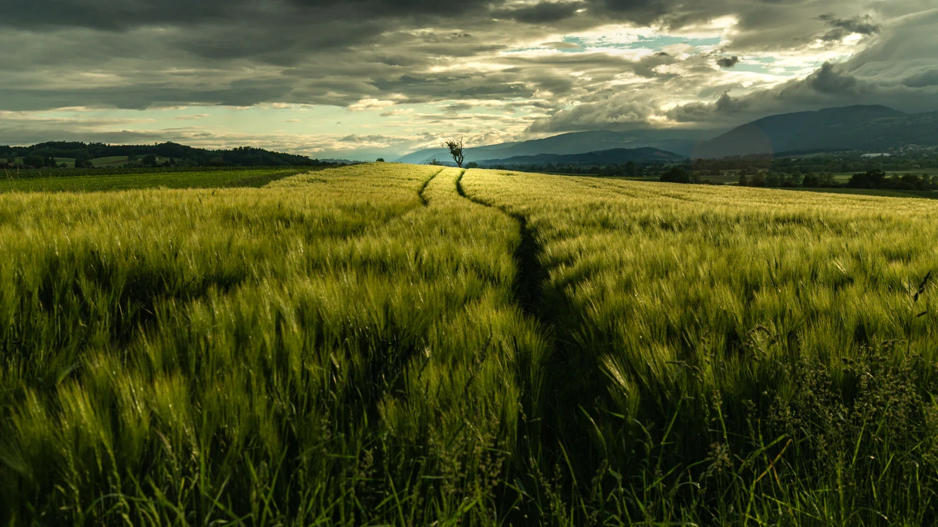 Roggenfeld im Abendlicht