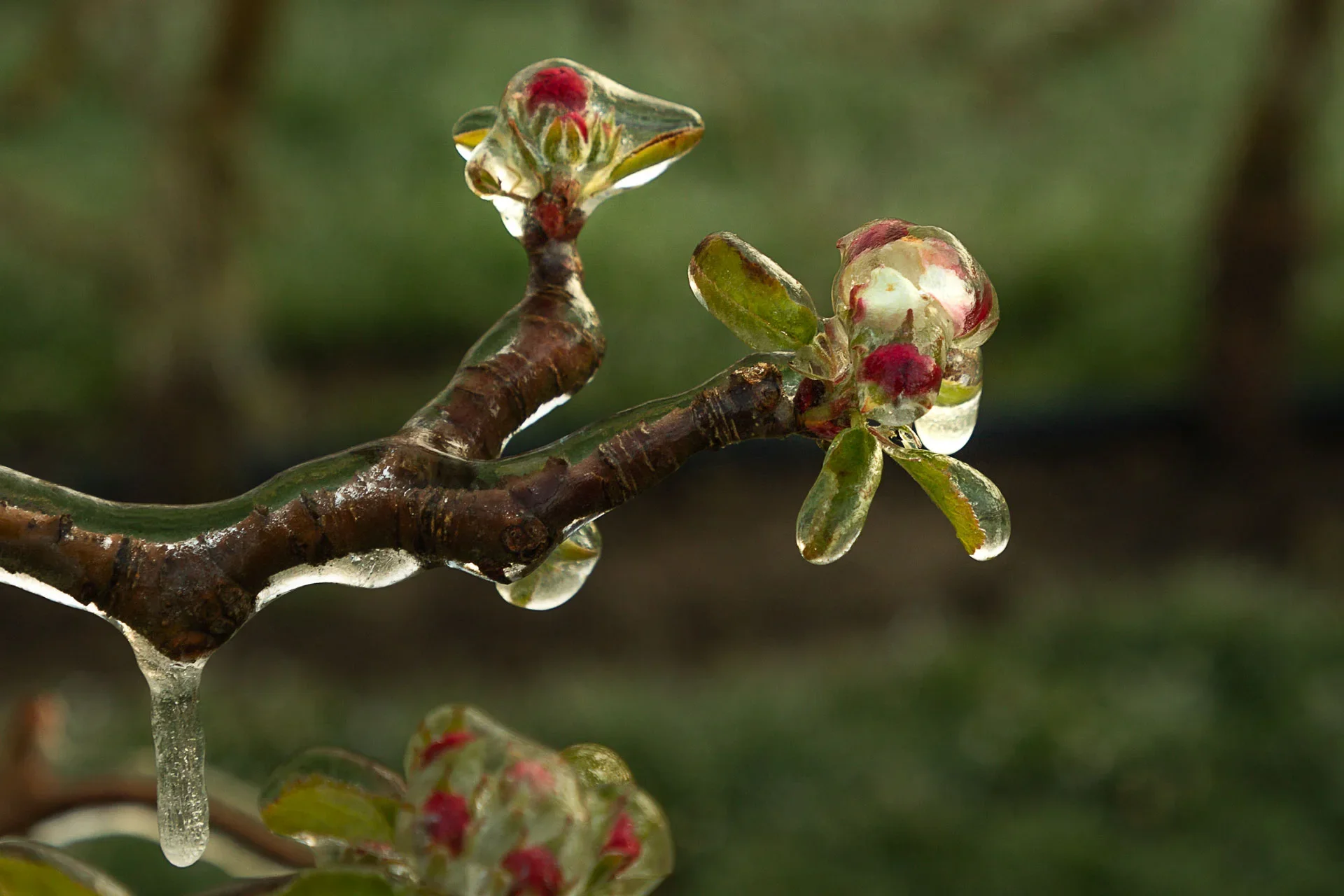 Frostschutzberegnung