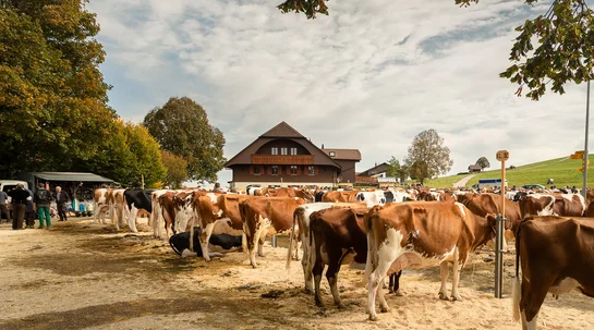 Viehschau