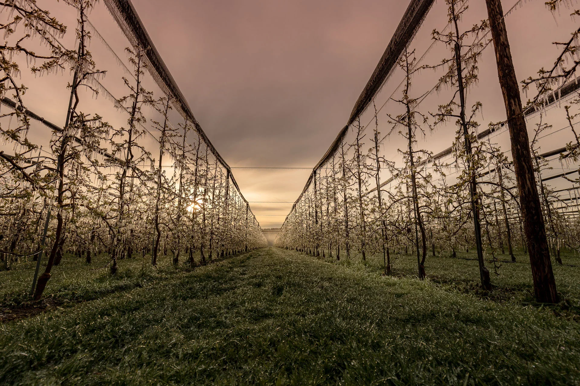 Frostschutzberegnung