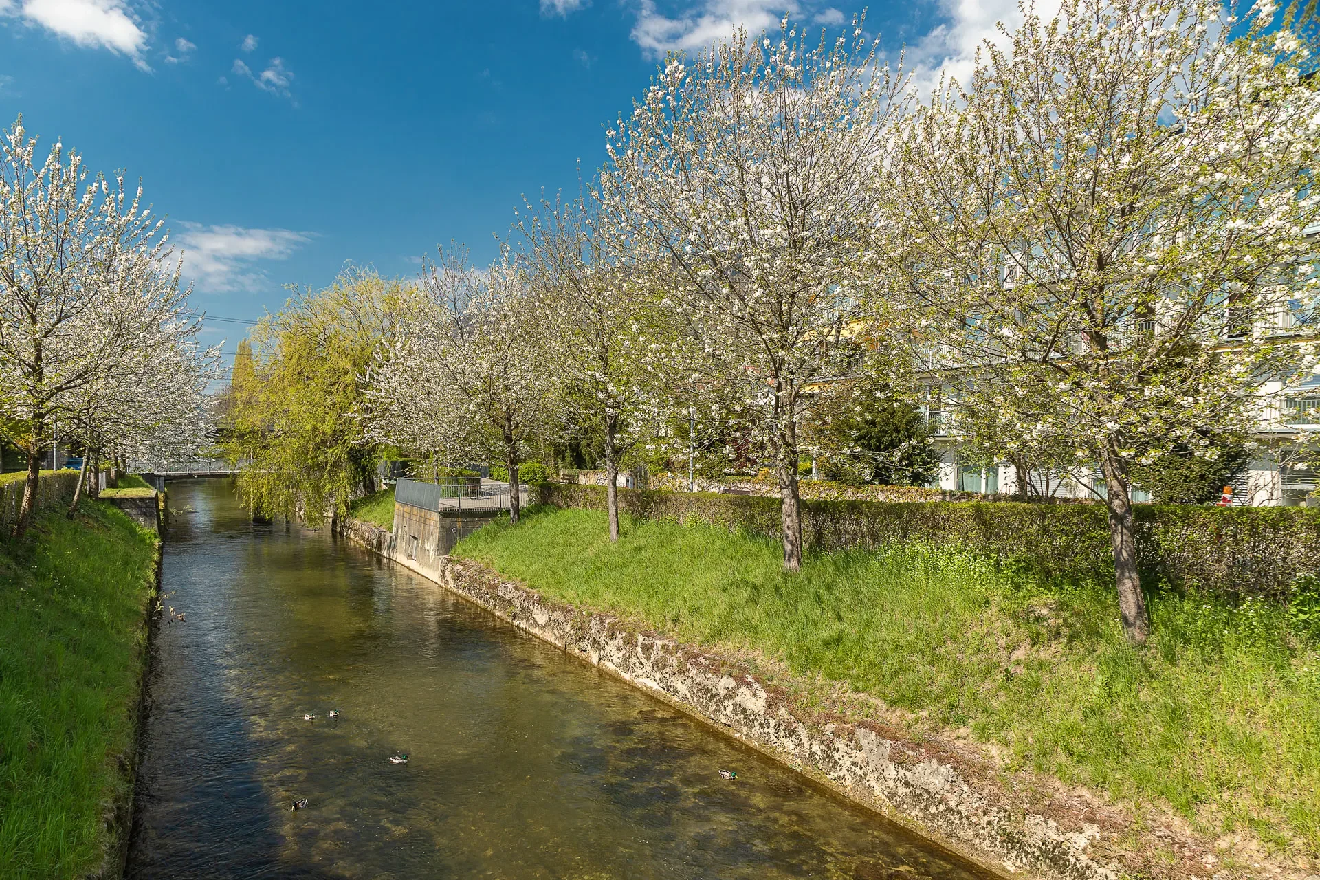 Frühling an der Schüss