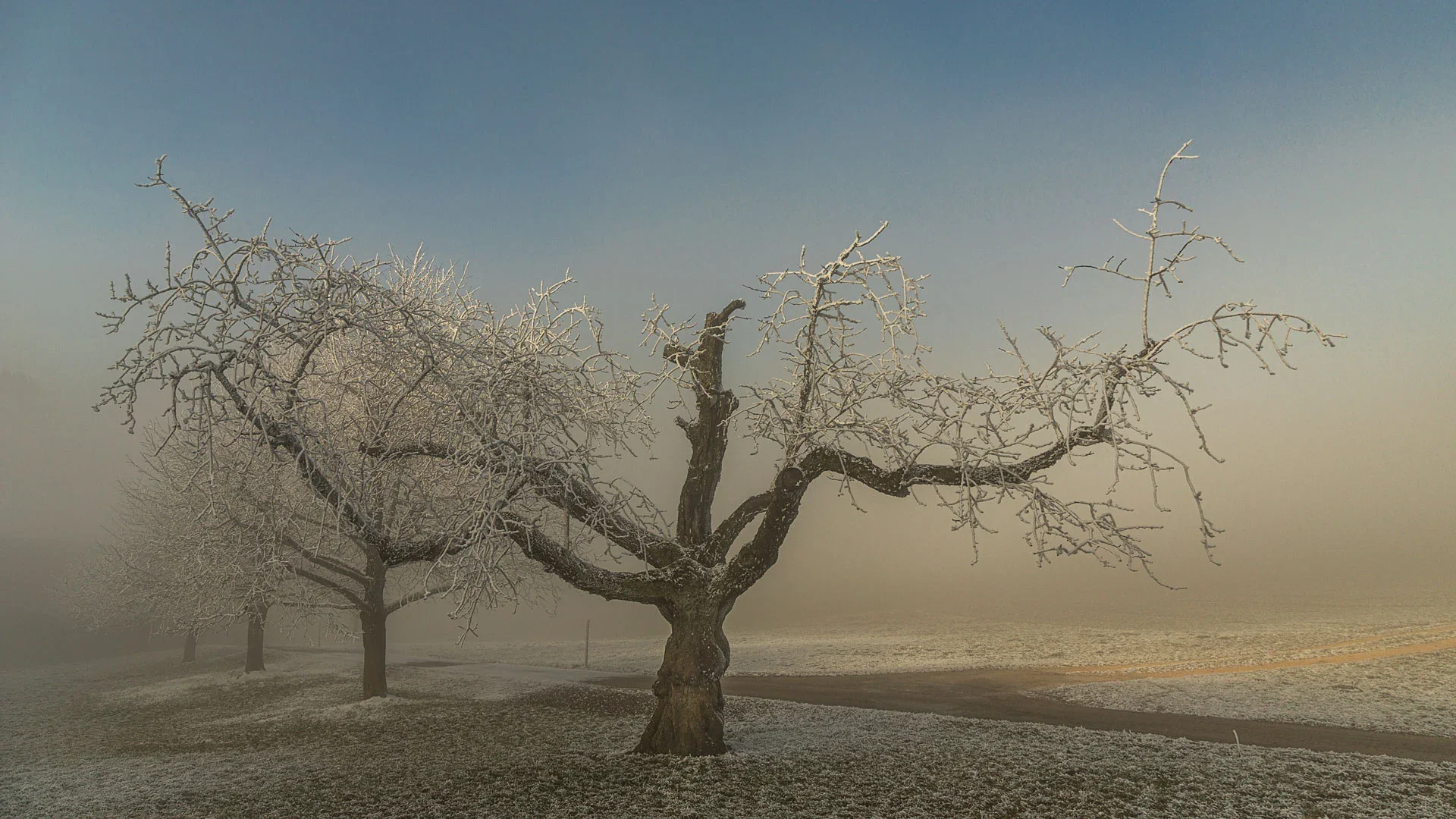 Winterbaum Baselland